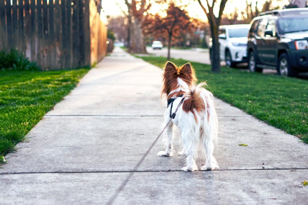 Dog on a walk in a neighborhood